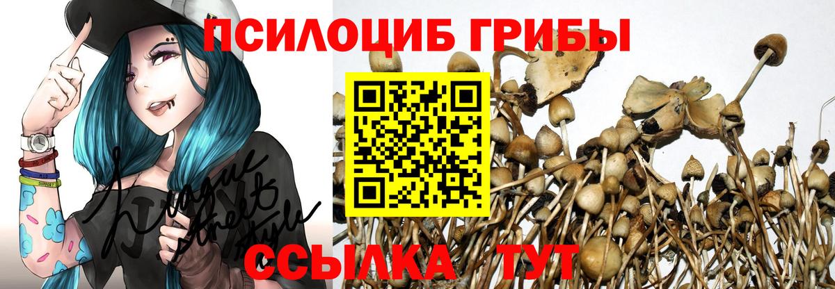 Псилоцибиновые грибы Psilocybe Сердобск
